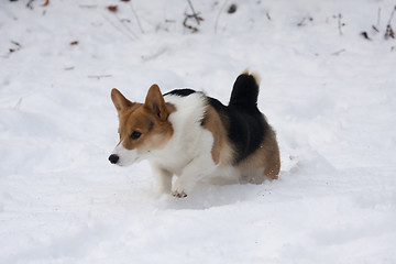 Image showing deep snow