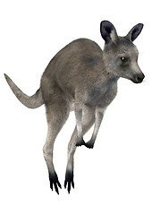 Image showing Eastern Grey Kangaroo