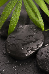 Image showing Green leaf on spa stone on wet black surface