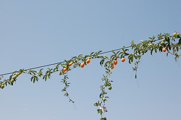 Image showing Fruits