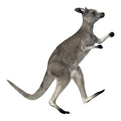 Image showing Eastern Grey Kangaroo