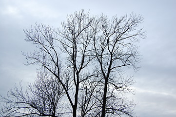 Image showing Naked tree