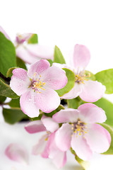 Image showing apple tree blossoms