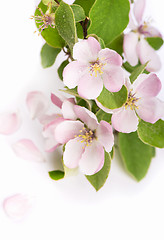 Image showing apple tree blossoms