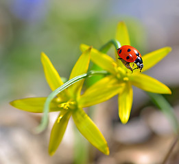 Image showing red ladybug 