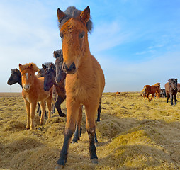 Image showing Icelandic horses