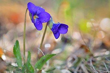 Image showing violets flowers blooming on field