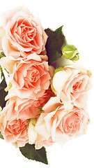 Image showing Cream Pink Roses