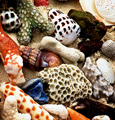 Image showing Ocean Shell Background