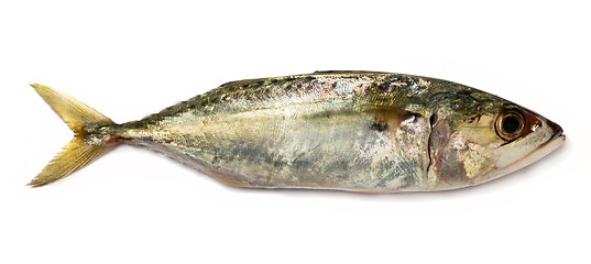 Image showing Indian mackerel