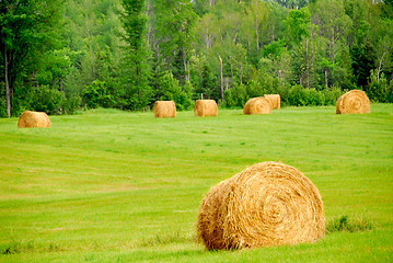 Image showing Hay bales