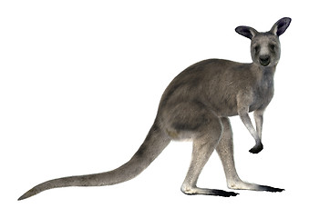 Image showing Eastern Grey Kangaroo