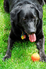 Image showing Dog with a ball