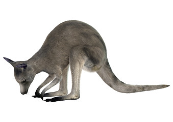 Image showing Eastern Grey Kangaroo