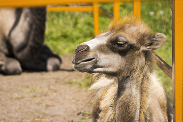 Image showing Camel cub in zoo 