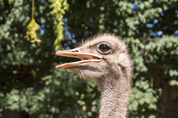 Image showing African ostrich 