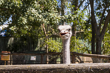 Image showing African ostrich in zoo 