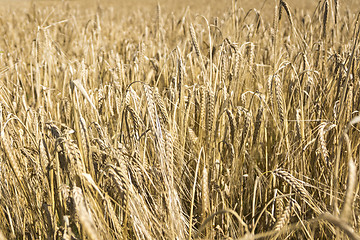 Image showing Field of wheat in Belarus 