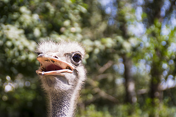 Image showing Portrait of african ostrich 