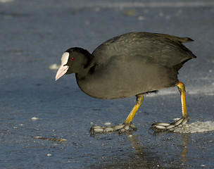 Image showing Common Coot