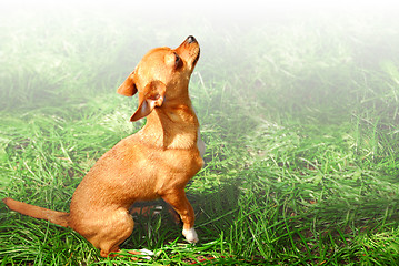 Image showing Small dog