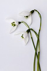 Image showing Snowdrop