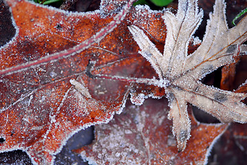 Image showing Frosty leaves