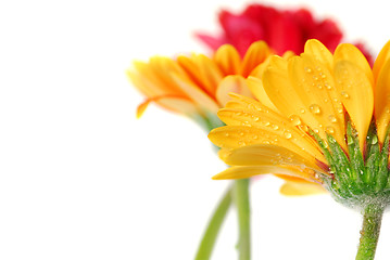 Image showing Gerbera flowers