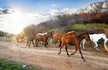 Image showing Herd of horses