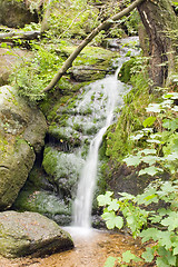 Image showing Stream in the Green