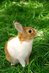 Image showing Easter bunny