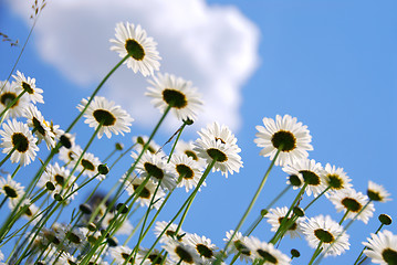 Image showing White daisies