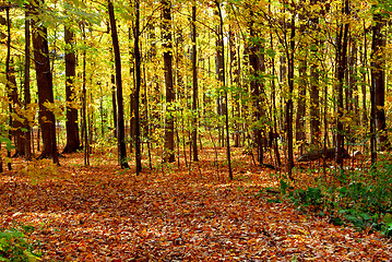 Image showing Fall forest landscape