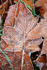 Image showing Frosty leaves