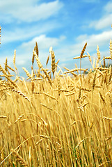 Image showing Grain field