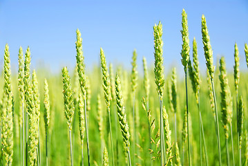 Image showing Green grain