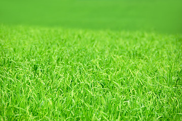 Image showing Green field