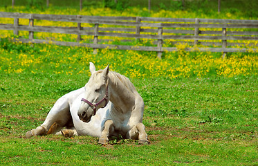 Image showing White horse