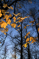 Image showing The leaf of fall