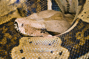 Image showing Head of a Boa