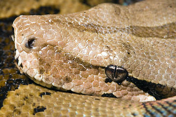 Image showing Head of a Boa