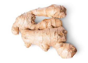Image showing Entire ginger root top view