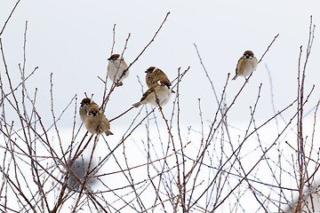 Image showing Frozen sparrows on the branches of a bush