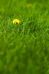 Image showing Yellow flowers among the green grass.