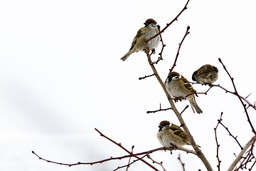 Image showing Frozen sparrows on the branches of a bush