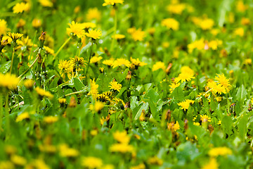 Image showing Yellow flowers among the green grass.