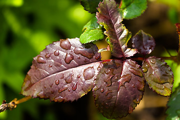 Image showing Close-up of leaf garden roses with water drops