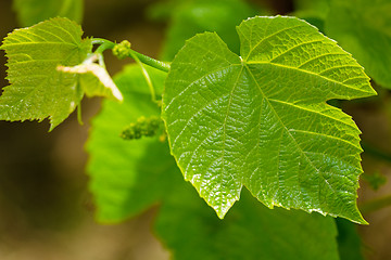 Image showing Green grape leaf closeup. young grapes