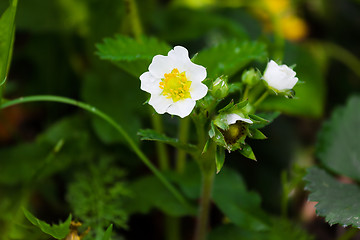 Image showing Flowering bush strawberries. berry garden