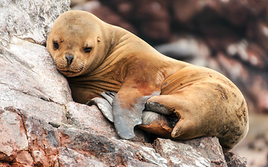 Image showing Sleeping sea lion cub